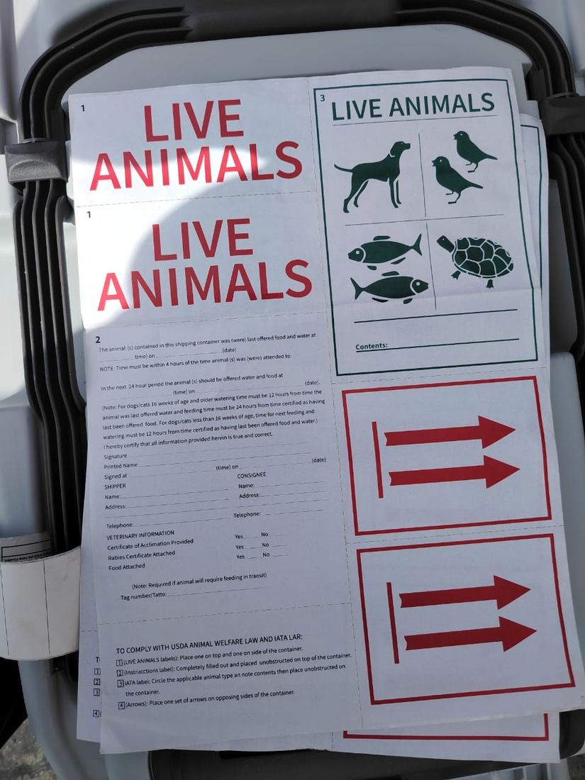 Etiqueta Live Animals con flechas de posición pegada sobre un guacal