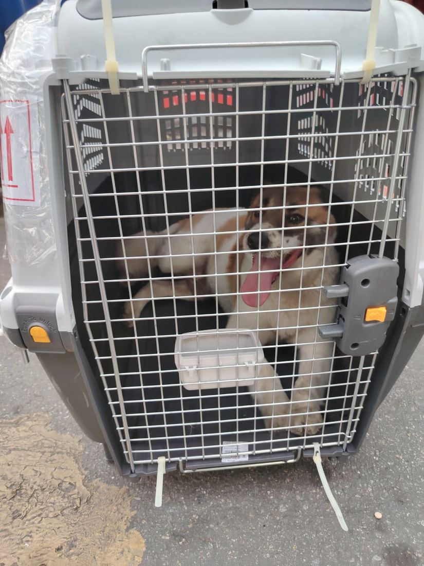 Perro dentro de un guacal de transporte homologado, con la puerta de rejilla al frente