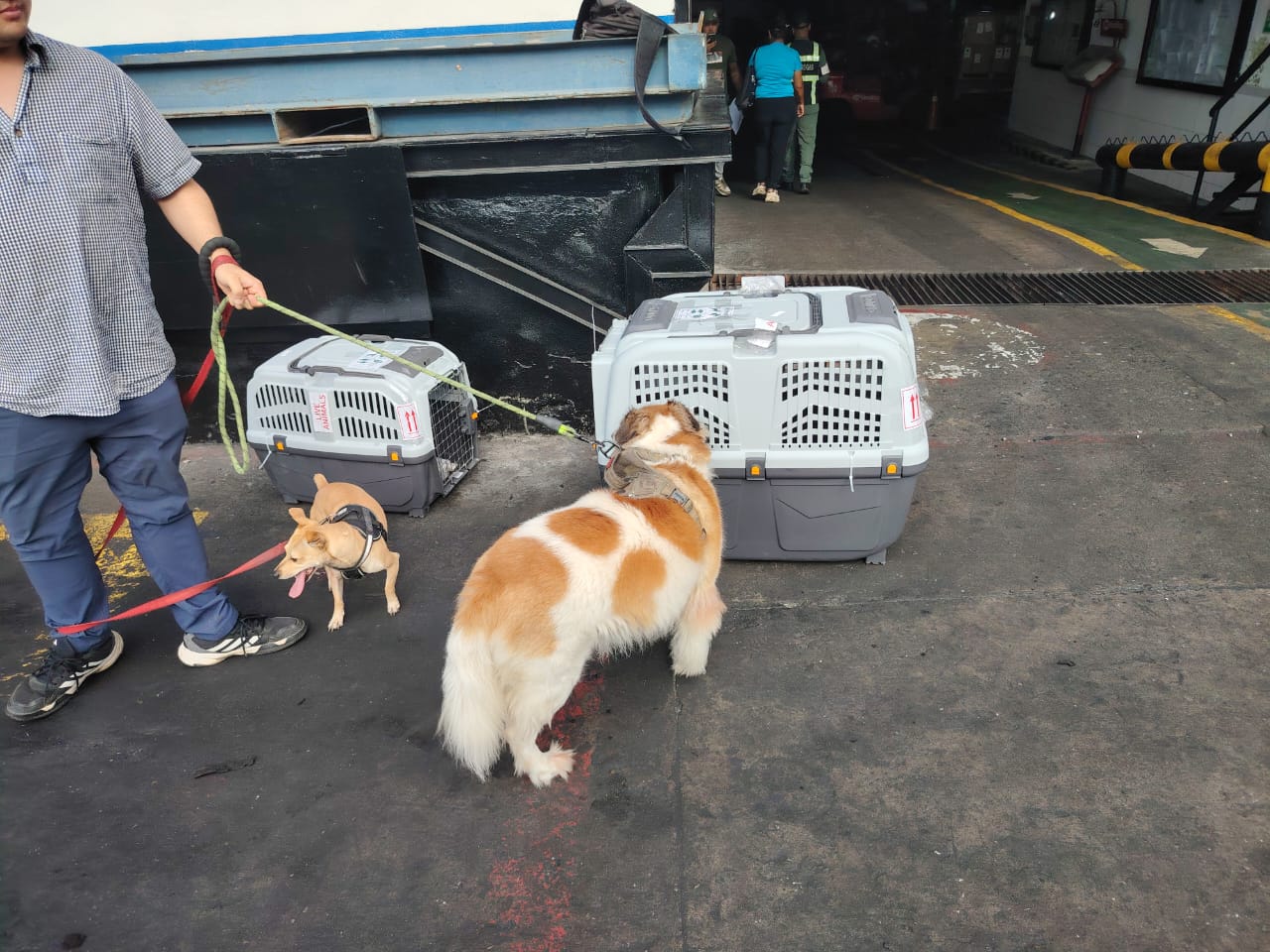 Guacales homologados con sus mascotas, en la terminal antes del embarque